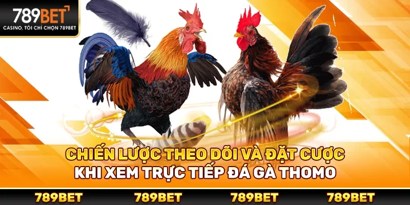 Chiến lược theo dõi và đặt cược khi xem trực tiếp đá gà thomo