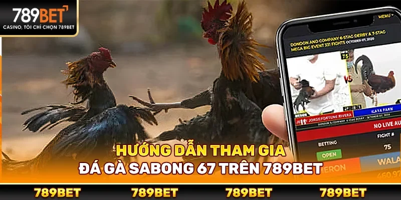 Đá gà sabong 67 – Lựa chọn hàng đầu của người đam mê chiến kê