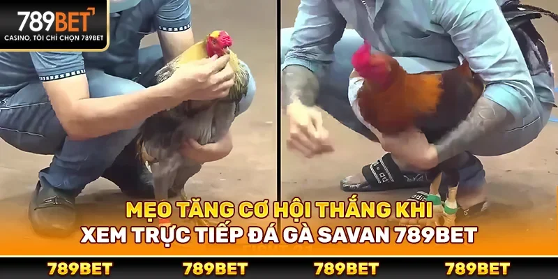 Mẹo tăng cơ hội thắng khi xem trực tiếp đá gà savan 789bet