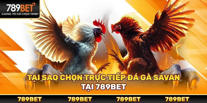 Trực tiếp đá gà savan – Trải nghiệm hấp dẫn tại 789bet