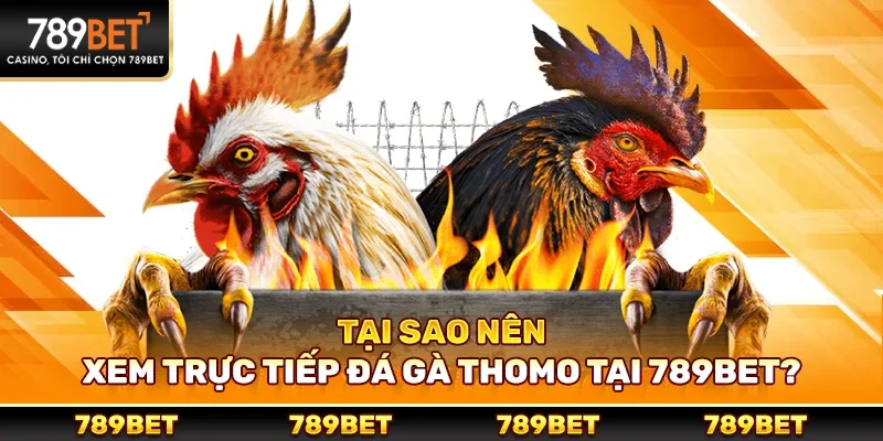 Tại sao nên xem trực tiếp đá gà thomo tại 789bet?