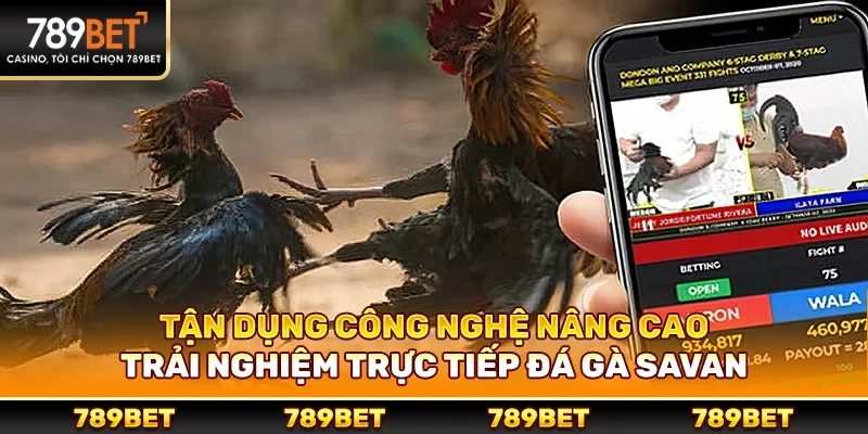 Cách tận dụng công nghệ để nâng cao trải nghiệm trực tiếp đá gà savan