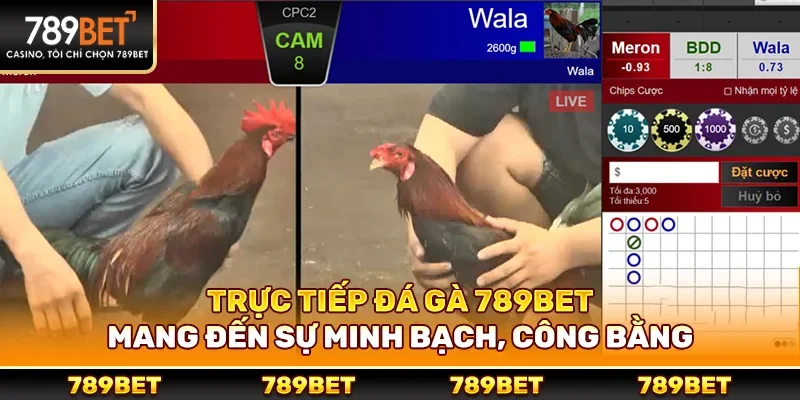 Trực tiếp đá gà 789bet mang đến sự minh bạch, công bằng