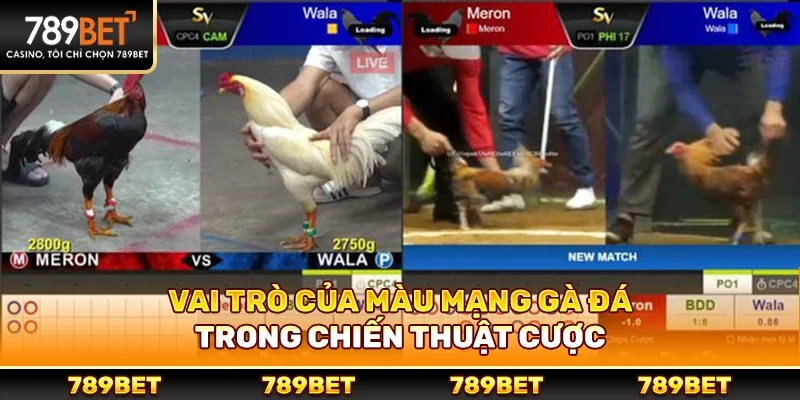 Vai trò của màu mạng gà đá trong chiến thuật cược